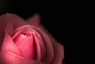 macro photography of pink rose, flower