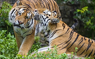two Bengal tigers, animals, tiger, big cats
