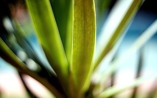 selective focus photography of green snake plant