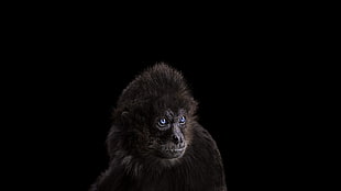 black monkey, photography, mammals, monkey, simple background