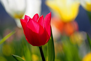 red tulip HD wallpaper