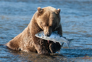 brown polar bear catching silver fish on body of water