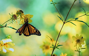 selective focus photography of Monarch butterfly on yellow petaled flower HD wallpaper