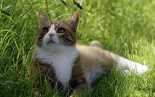 photo of brown cat near grass