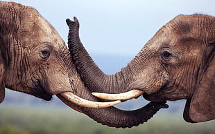 two gray elephants, nature, animals, wildlife, elephant HD wallpaper