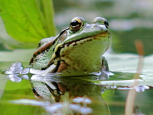 green frog on body of water during daytime