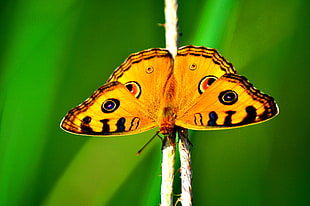 shallow focus photography of butterfly HD wallpaper