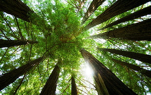 bottom-up photography of green leaf trees