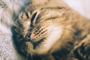 brown sleeping tabby cat HD wallpaper