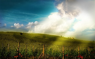 green field under the sky during daytime