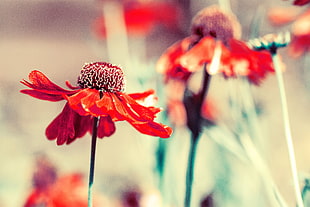red coneflowers, Flower, Bud, Petals