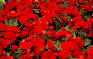 red roses photo