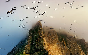 brown mountain, birds, seagulls, flying, coast