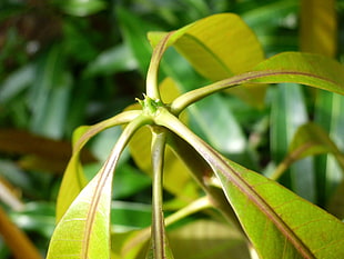 selective focus photography of green leaf plant HD wallpaper