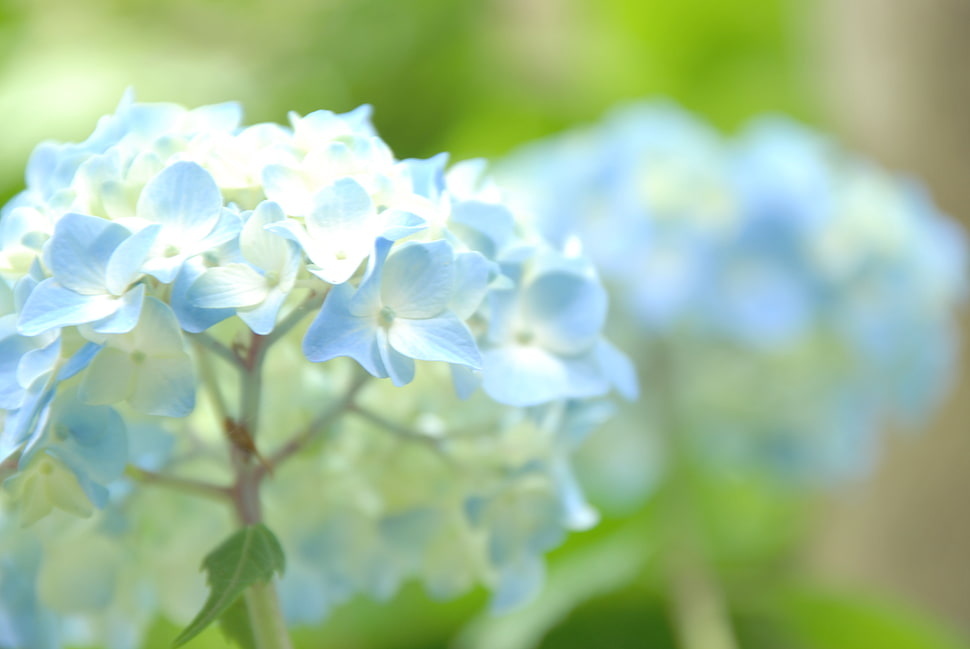 blue Hydrangea flower closeup photo HD wallpaper