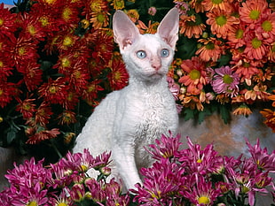 photo of white cat surrounded by flowers