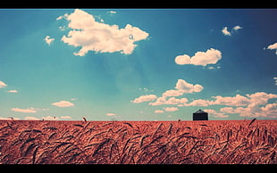 brown grass field at daytime, landscape, sky, wheat, clouds