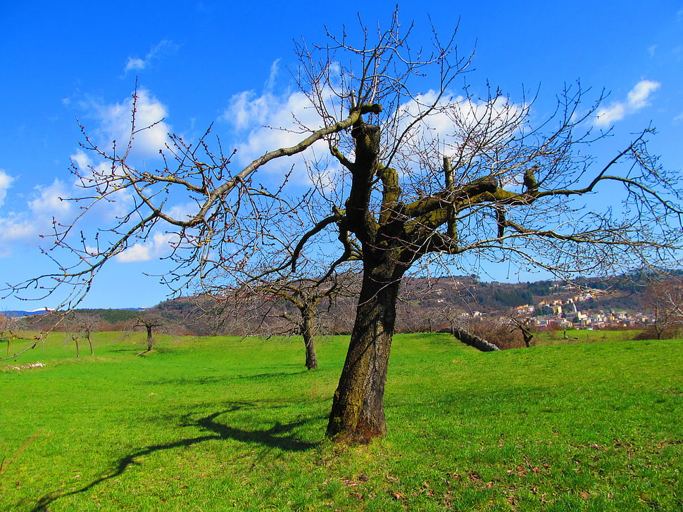 bare tree on green lawn grass under blue sky during daytime HD wallpaper