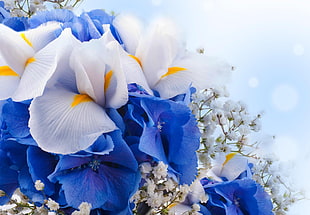 white and blue flowers HD wallpaper