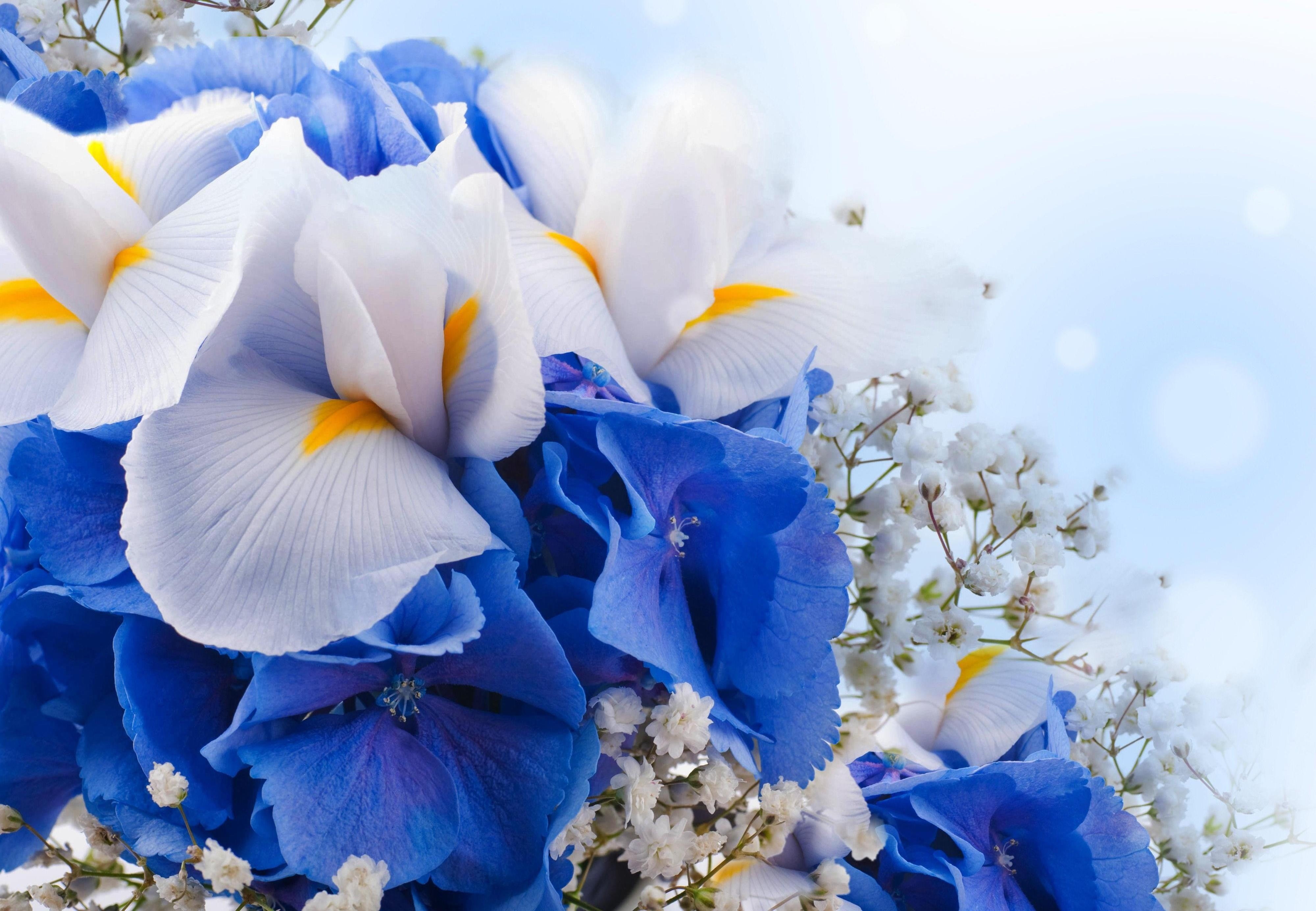 White and blue flowers HD wallpaper | Wallpaper Flare