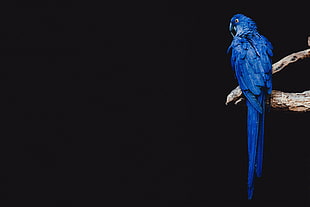 blue parrot, Parrot, Bird, Branch