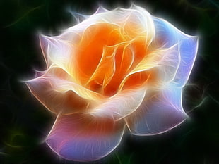 Rose lighted art HD wallpaper