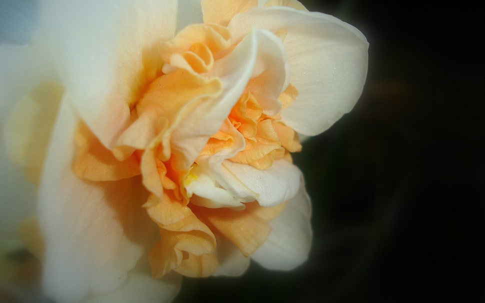 yellow flower closeup photo HD wallpaper