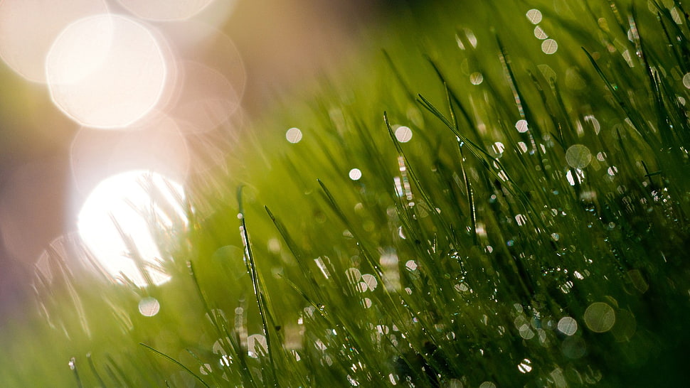 green leafed plants, grass, dew, macro HD wallpaper