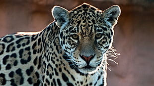 photo of Leopard HD wallpaper
