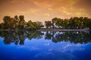 landscape photography of trees on island near body of water