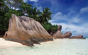 green coconut palm tree, landscape, sea, beach, tropical