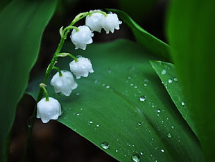 shallow focus photography of Lily of The Valley flower HD wallpaper