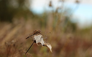 soft-focus photography of brown skimmer dragonfly on withered flower