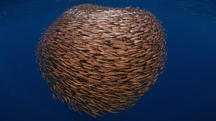 underwater photography school of gray fish HD wallpaper