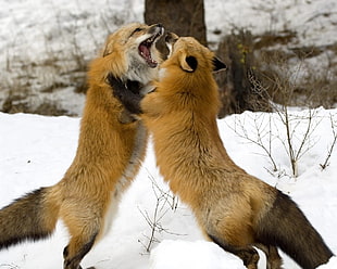 two fighting foxes during daytime