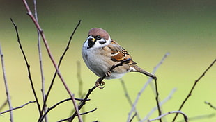 focus photography of Sparrow bird on branch, tree sparrow