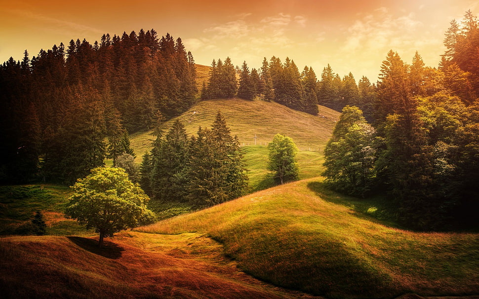 brown and white trees painting, forest, landscape, trees HD wallpaper