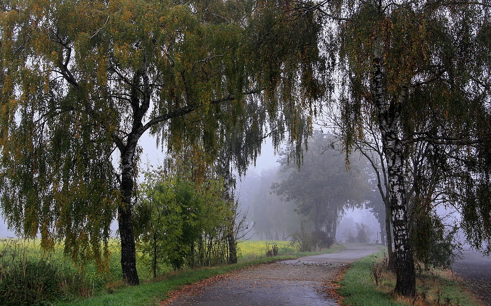 foggy forest HD wallpaper