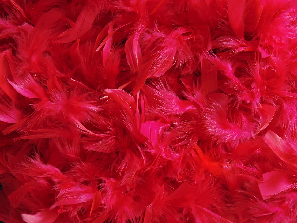 red feathers, Feathers, Down, Red HD wallpaper