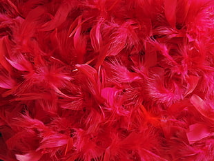 red feathers, Feathers, Down, Red