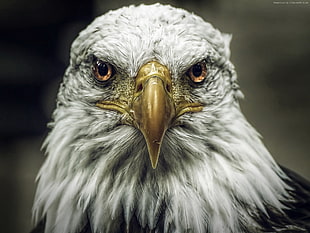 black and white American Eagle photo HD wallpaper