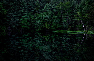 green leafed trees, dark, reflection, forest, trees HD wallpaper