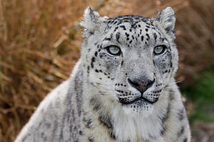 tilt-shift photography of white tiger, leopard
