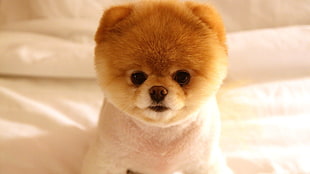 tan and white Pomeranian puppy on white comforter HD wallpaper