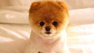 tan and white Pomeranian puppy on white comforter