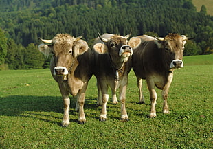 three brown cows on green grass field near green leaved trees during daytime