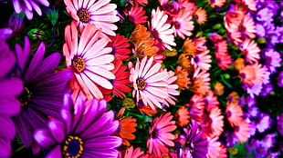cluster of purple, pink, and orange petaled flower HD wallpaper