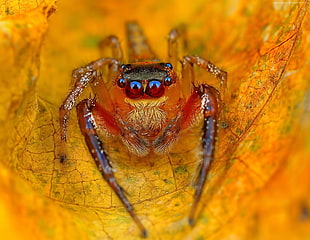brown jumping spider in macro photography HD wallpaper