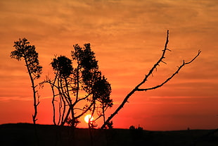 trees at sunset HD wallpaper