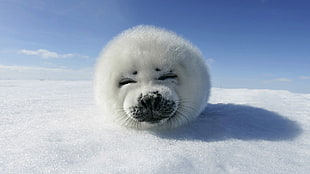 white seal, seals, snow, winter, animals
